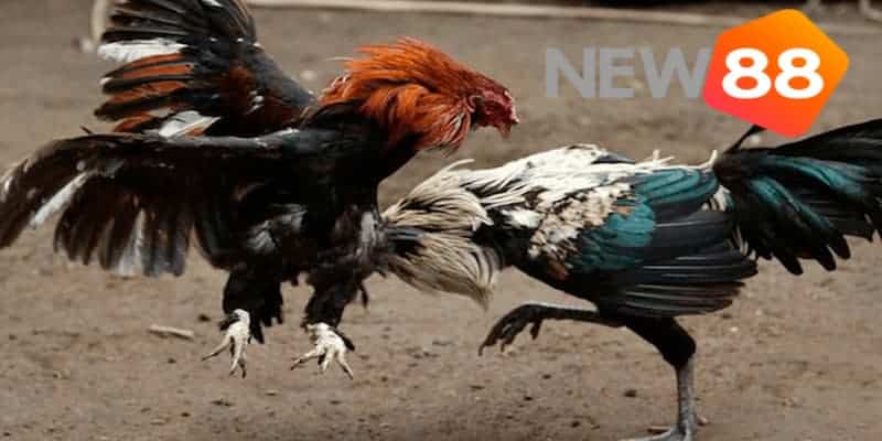 Khám phá thông tin đá gà trực tiếp casino