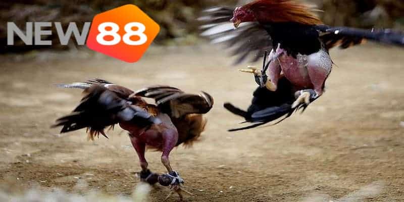 Lợi ích của đá gà trực tiếp casino mà bạn nên biết